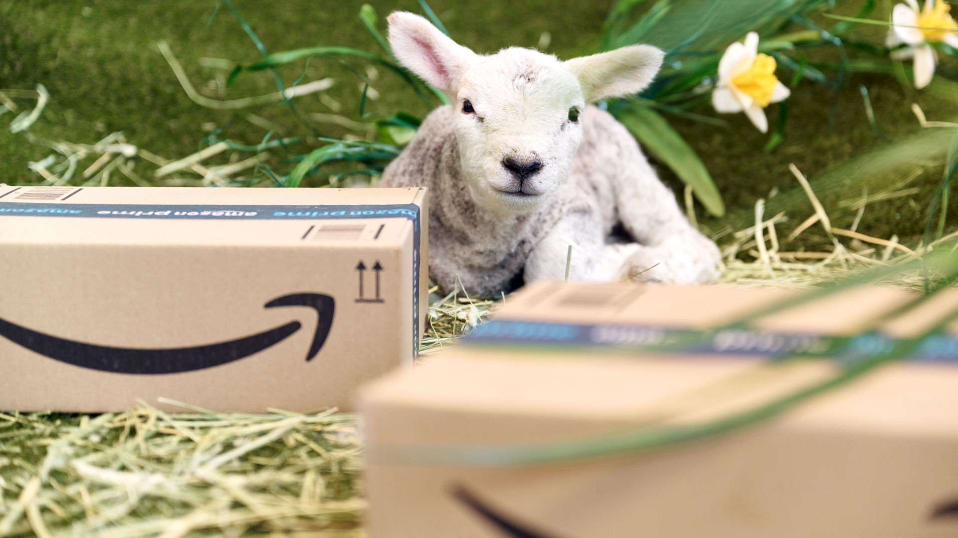 A ewe sitting on some hay, next to several Amazon boxes.