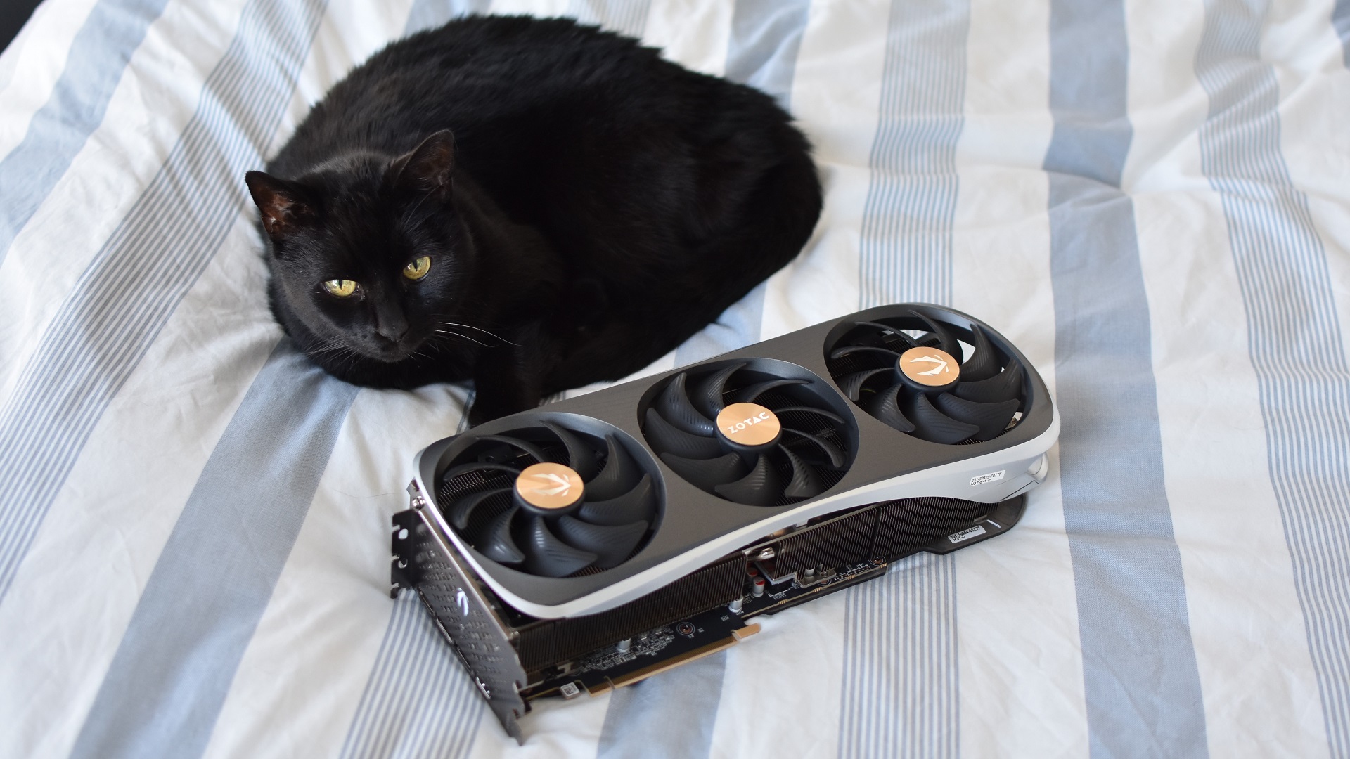 The Zotac Gaming GeForce RTX 4090 Amp Extreme Airo graphics card lying next to Roxy, a perfect black cat.