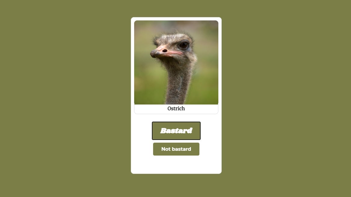 A picture of an ostrich. It looks like a total bastard.
