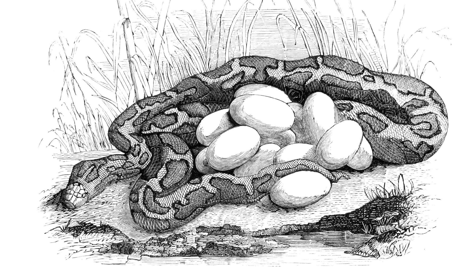 A python coiled around a clutch of eggs in an illustration from 'Los Héroes y las Maravillas del Mundo.'