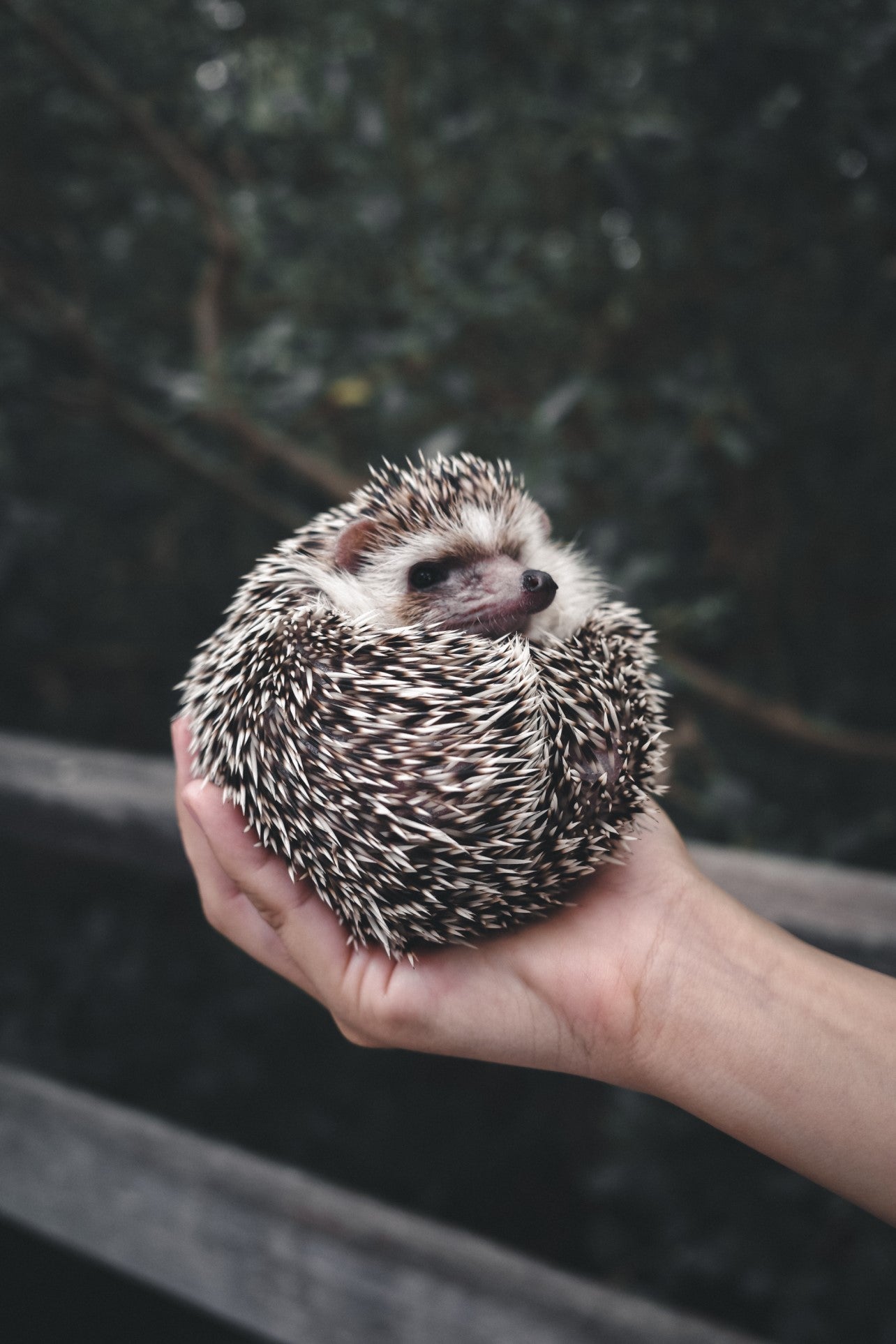 A hand grips a hedgehog that's curled up into a ball.