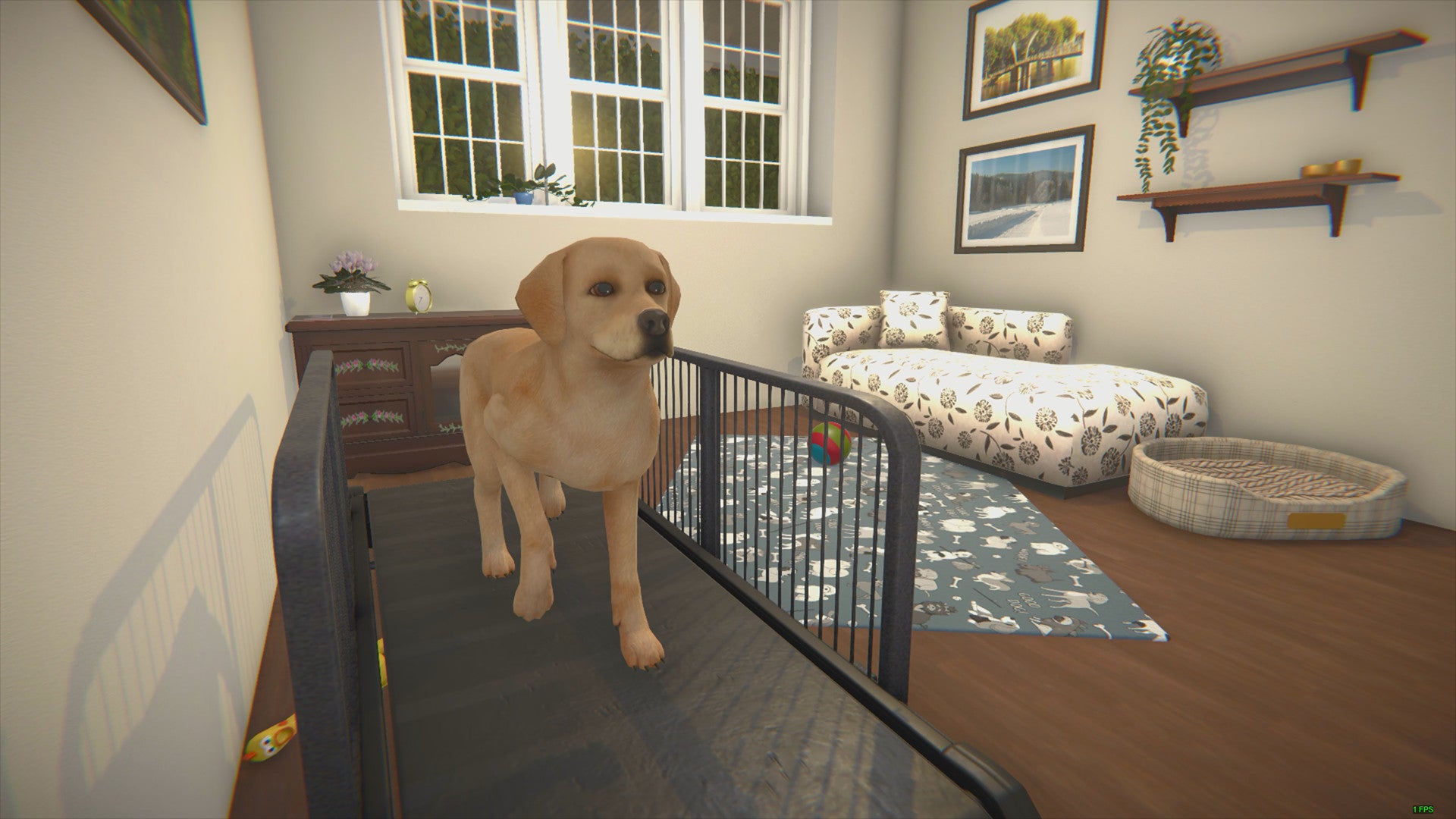 House Flipper - A golden lab walks on a treadmill in a living room with a dog bed, some hanging paintings, and other decor.
