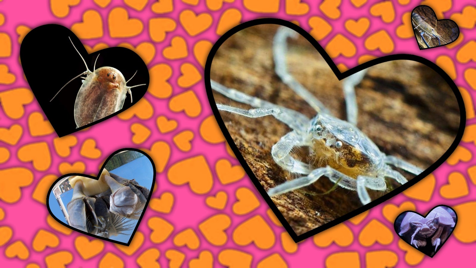 Image for My ultimate top 10 crustaceans