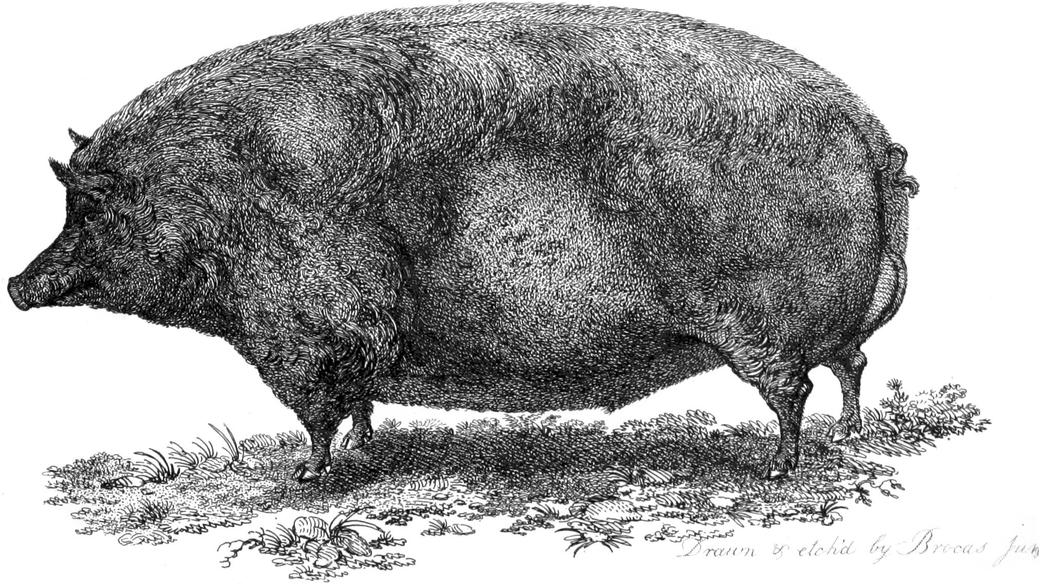 A big pig in an illustration from 'Observations on Mr. Archer's statistical survey of the County of Dublin'.