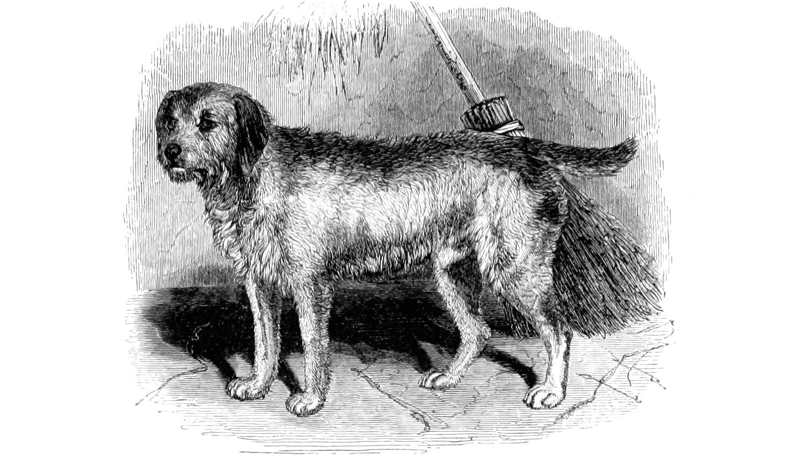 A scruffy dog stands by a broom in an illustration from 'The Moor and the Loch'.