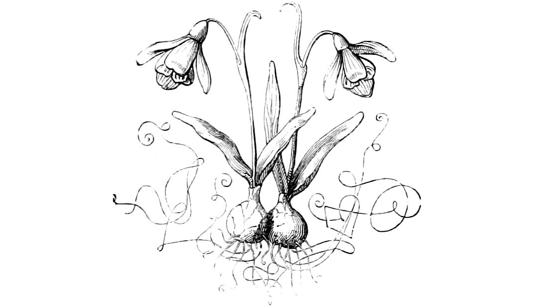 An illustration of snowdrops from 'The Juvenile Verse and Picture Book'.