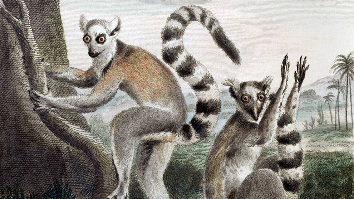 An illustration of two ring tailed lemurs by Charles Reuben Ryley