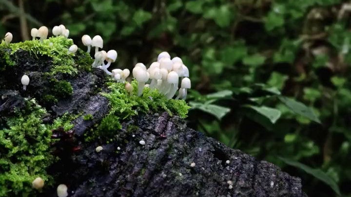 A tree covered in moss and little mushrooms in Seedlings.