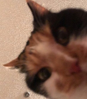 A photo of calico cat Sunny, who has been modded into Stray.