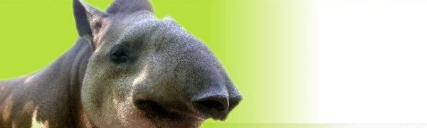 Image for Splash Damage Help Save The Tapirs