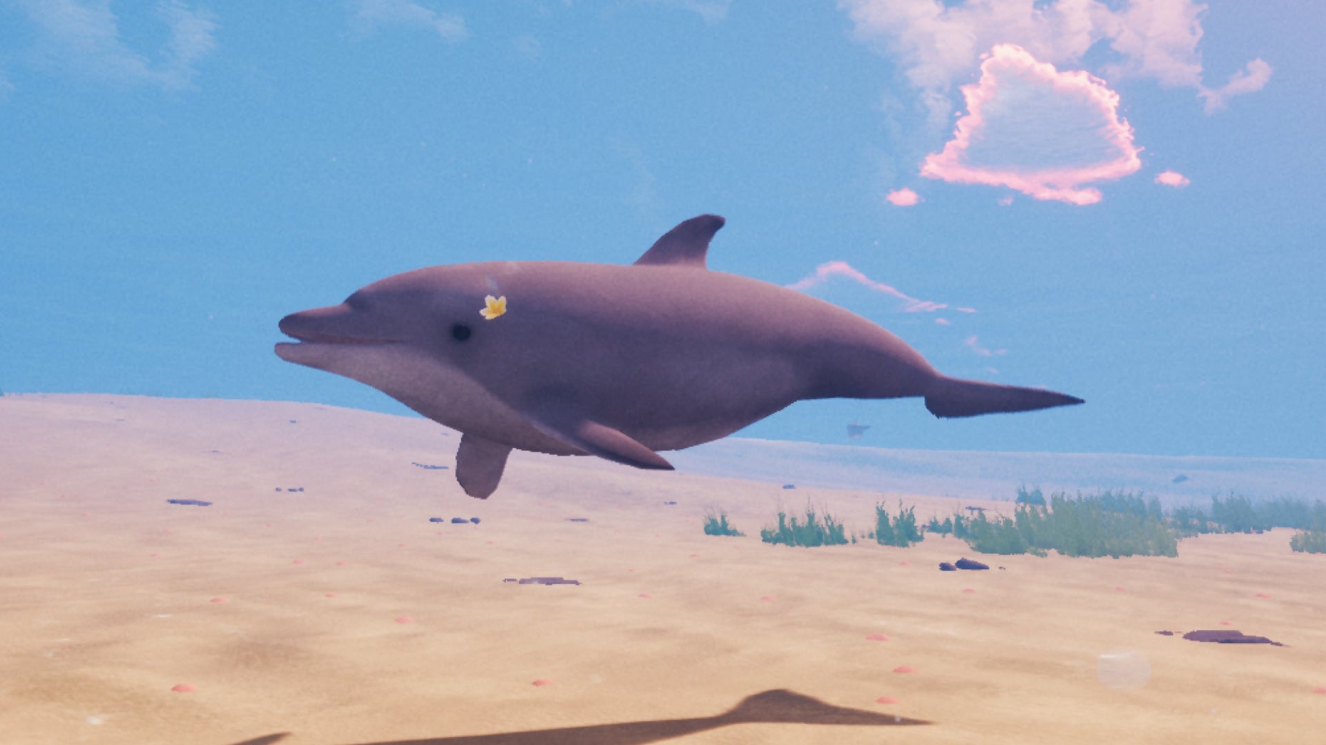 Un delfín nada en las aguas poco profundas de Tchia.