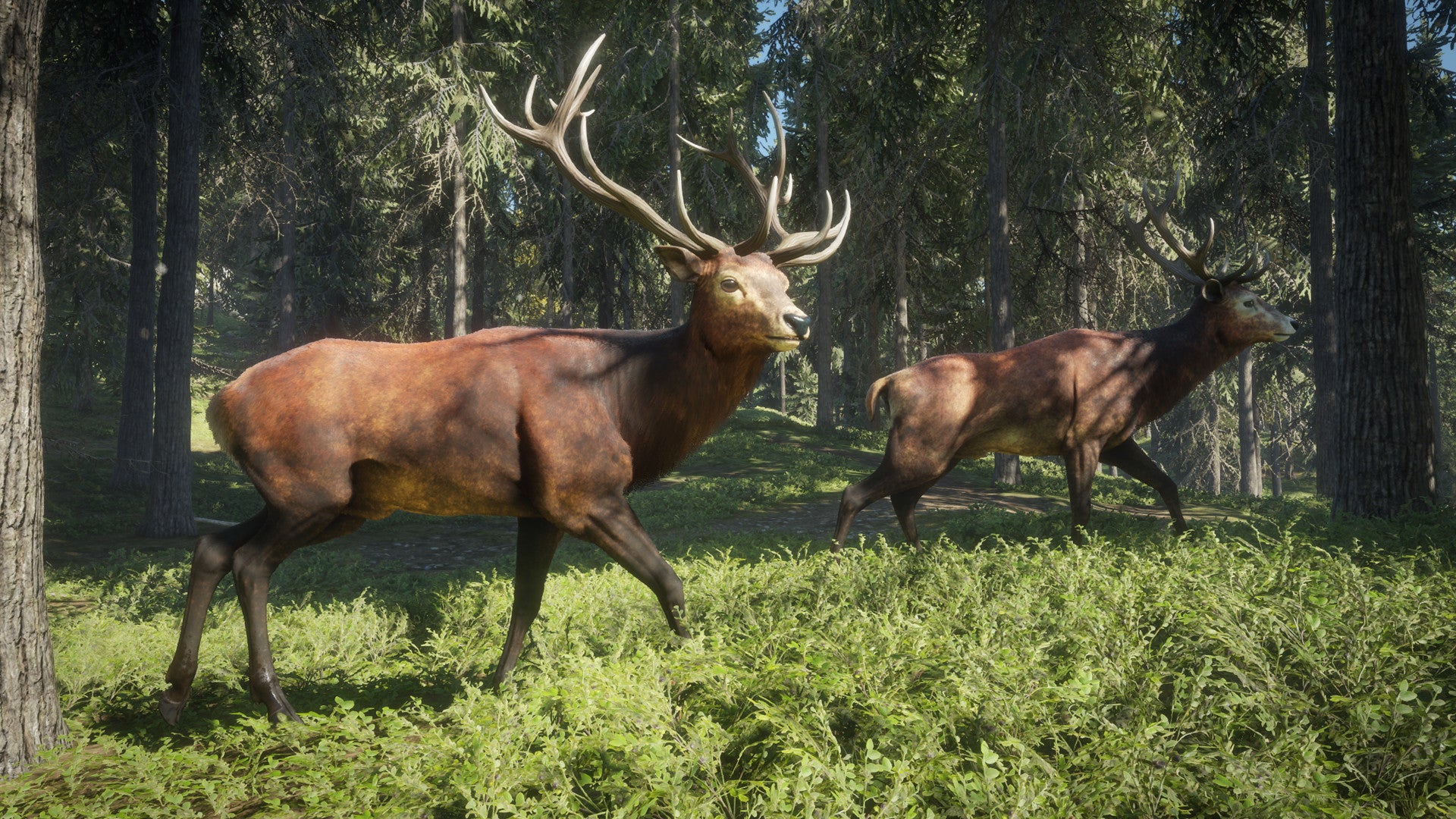 Two brown deer with larger antlers wander across a sunny woodland in theHunter: Call Of The Wild.