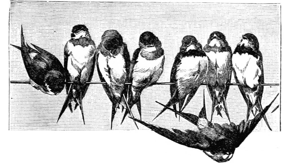 Swifts sat on a wire in an illustration from 'Gerard Mastyn, the son of a genius'.