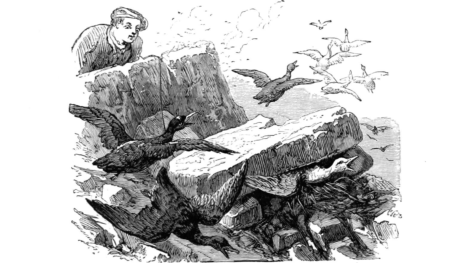 A person gazes at seabirds in an illustration from 'Perdus dans les Glaces'.