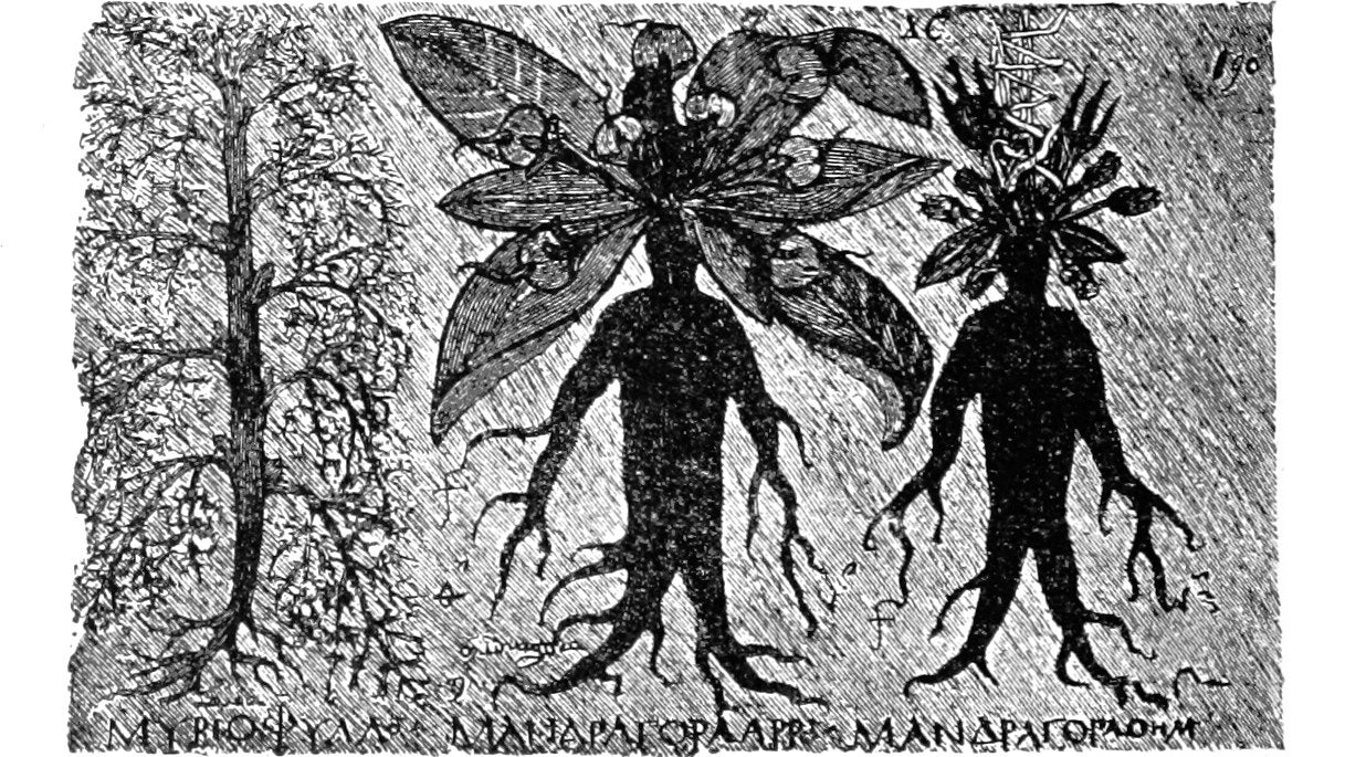 Weird root beasts in an illustration from 'Monographien zur deutschen Kulturgeschichte'.
